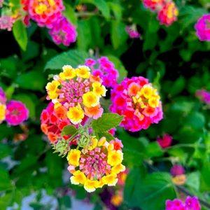 Meet your Posher, Lucy